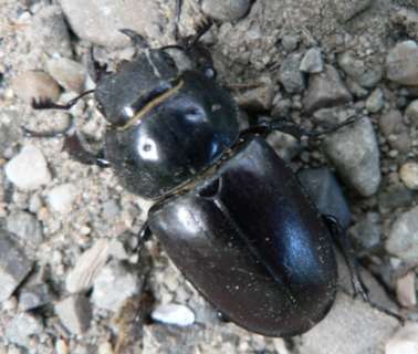 female stag beetle, 2008, B�rnova Forest near Ia�i
