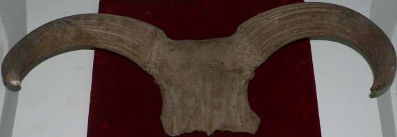 Urus horns, fossil from Antipa Museum (Bucharest)